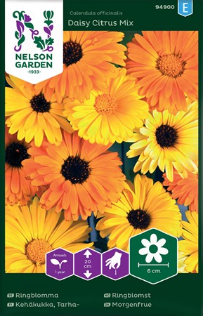 Ringblomma, låg. Daisy citrus mix